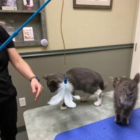 CheckIn Veterinary ico