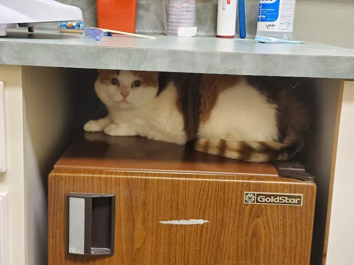 CheckIn Veterinary Picture 3