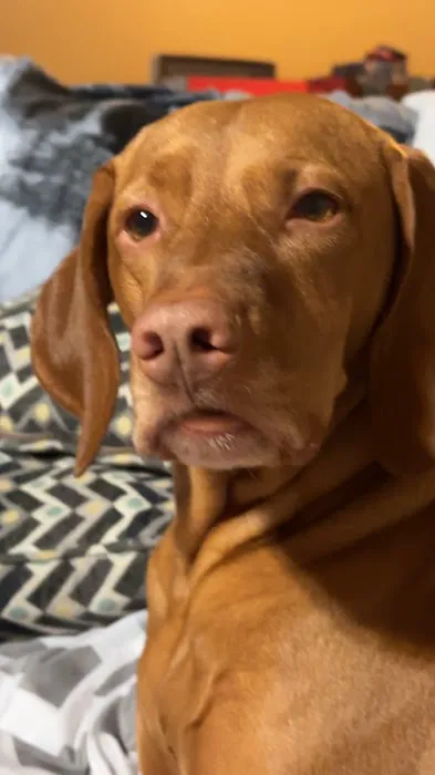 CheckIn Veterinary Picture 2