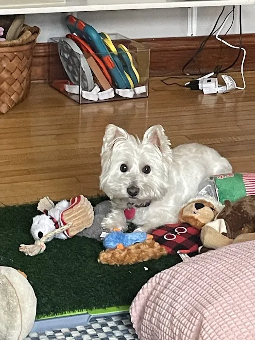 Animal Hospital of Sun Prairie Picture 2