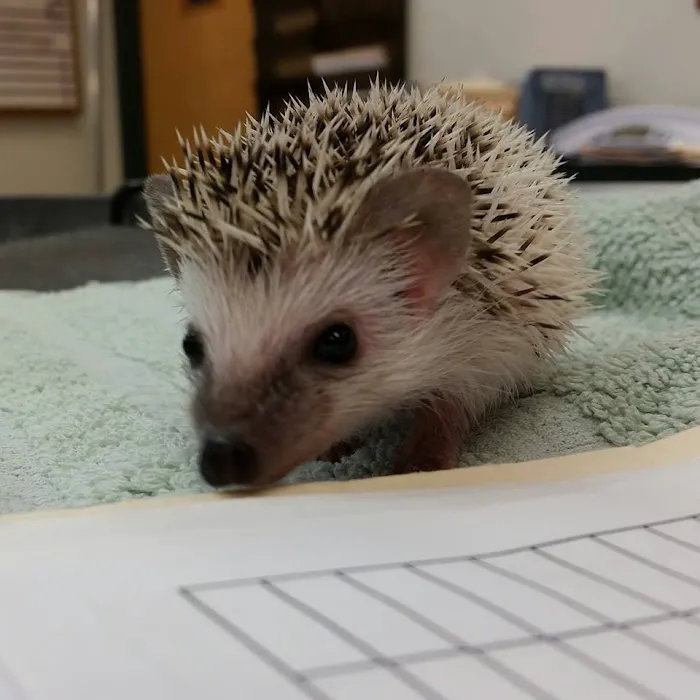 Animal Hospital of Sun Prairie Picture 5