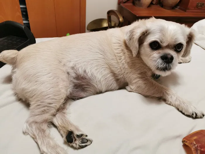 Animal Hospital of Sun Prairie Picture 3