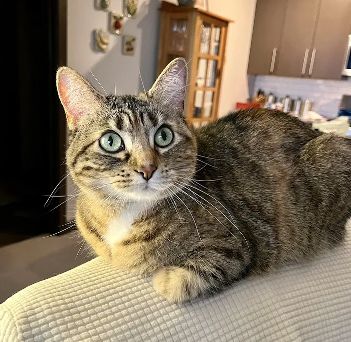 Animal Hospital of Sun Prairie Picture 6