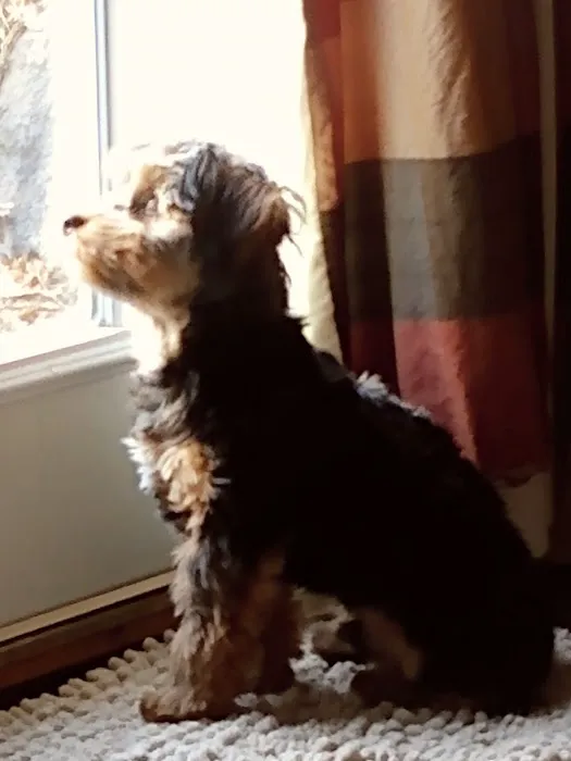 Animal Hospital of Sun Prairie Picture 9