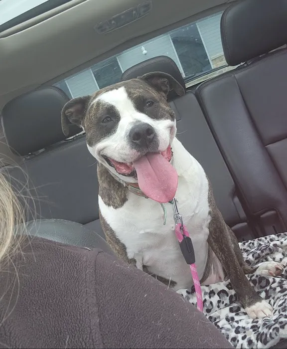 Checkout Veterinary Picture 3