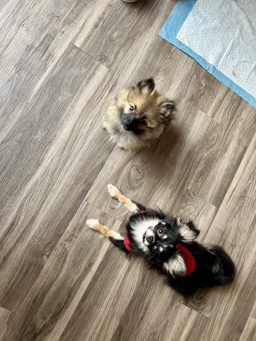 Checkout Veterinary Picture 4