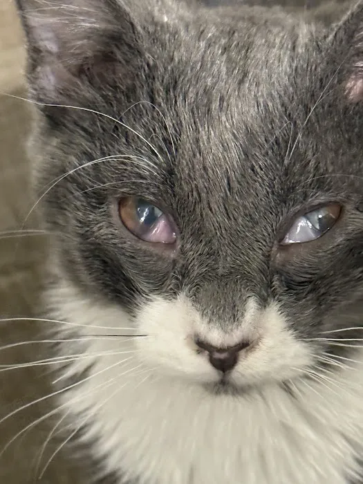 Checkout Veterinary Picture 6