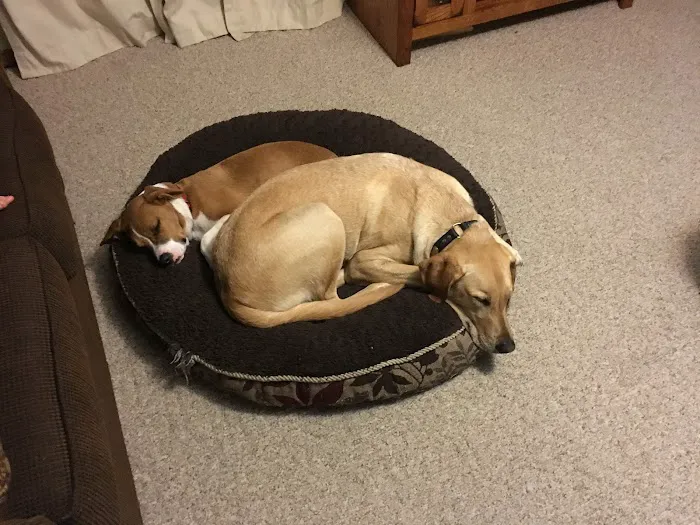 Sun Prairie Pet Clinic, Inc Picture 1