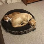 Sun Prairie Pet Clinic, Inc