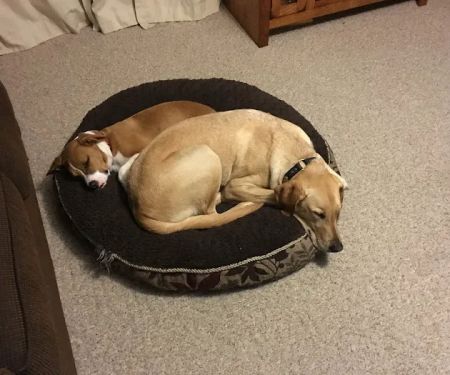 Sun Prairie Pet Clinic, Inc