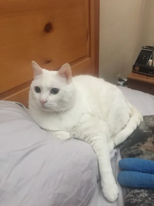 Sun Prairie Pet Clinic, Inc Picture 4