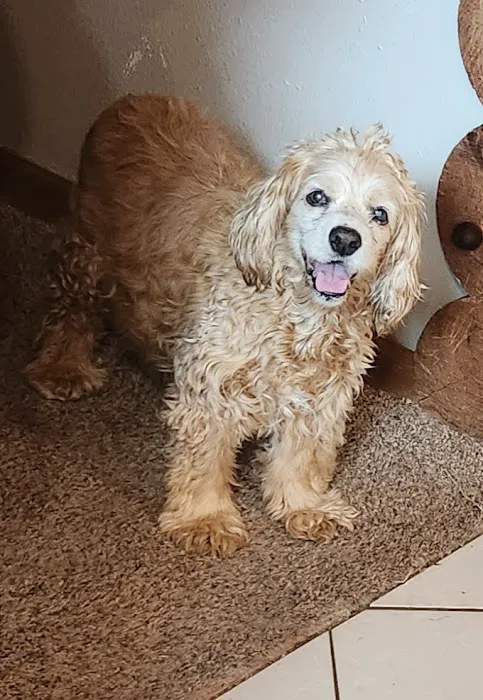 Sun Prairie Pet Clinic, Inc Picture 8