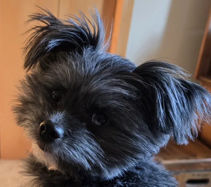 Sun Prairie Pet Clinic, Inc Picture 6