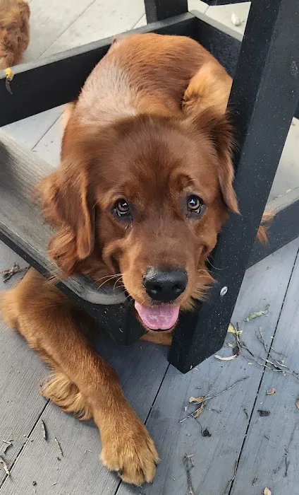 Sun Prairie Pet Clinic, Inc Picture 5