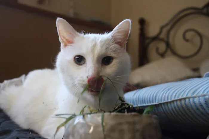 Sun Prairie Pet Clinic, Inc Picture 9