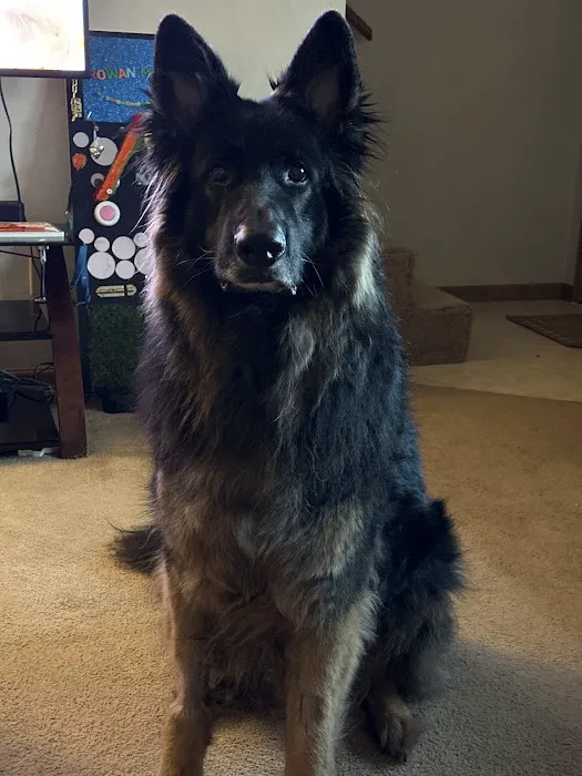 Animal Center for Emergency and Specialty (ACES) Picture 4