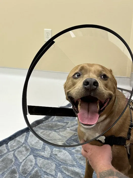 Animal Center for Emergency and Specialty (ACES) Picture 1