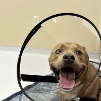 Animal Center for Emergency and Specialty (ACES) ico