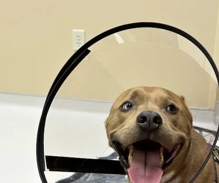 Animal Center for Emergency and Specialty (ACES)