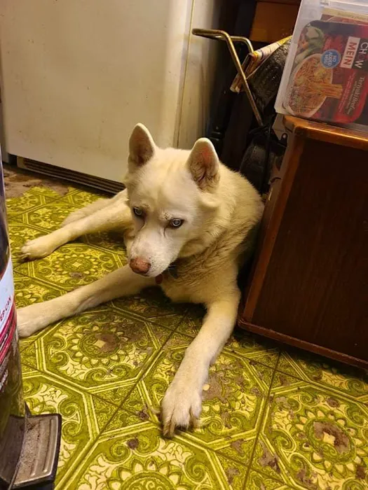 Waterloo Veterinary Care Picture 3