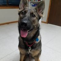 Waterloo Veterinary Care ico