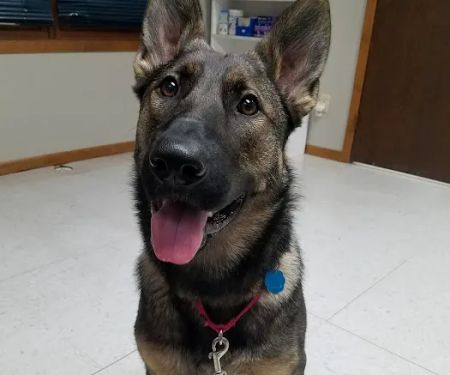 Waterloo Veterinary Care