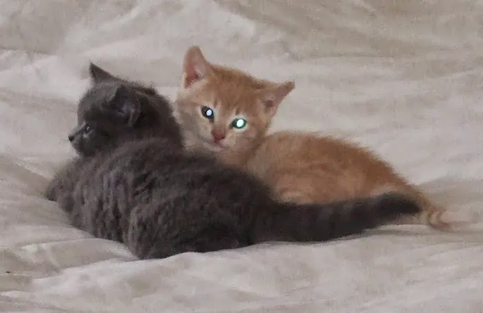 Marshall Pet Care Clinic Picture 1