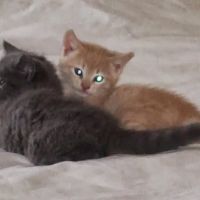 Marshall Pet Care Clinic ico