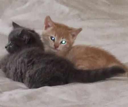 Marshall Pet Care Clinic