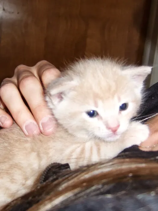 Marshall Pet Care Clinic Picture 4