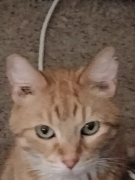 Marshall Pet Care Clinic Picture 5