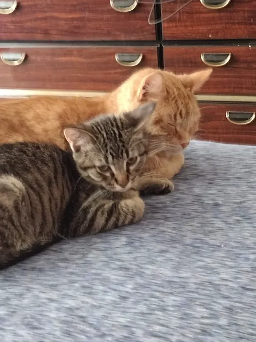 Marshall Pet Care Clinic Picture 2