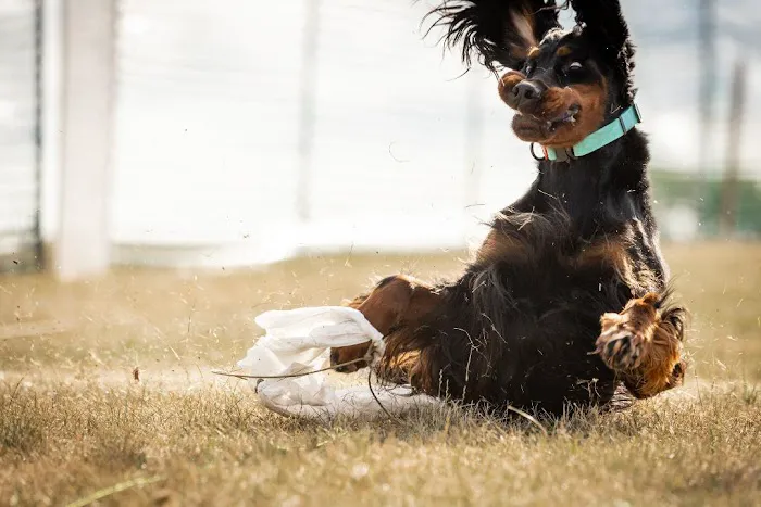 Animal Holistic Care Specialists Picture 3