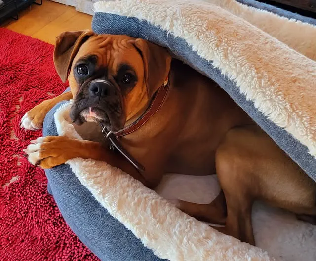 Animal Holistic Care Specialists Picture 1