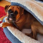 Animal Holistic Care Specialists