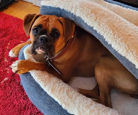 Animal Holistic Care Specialists