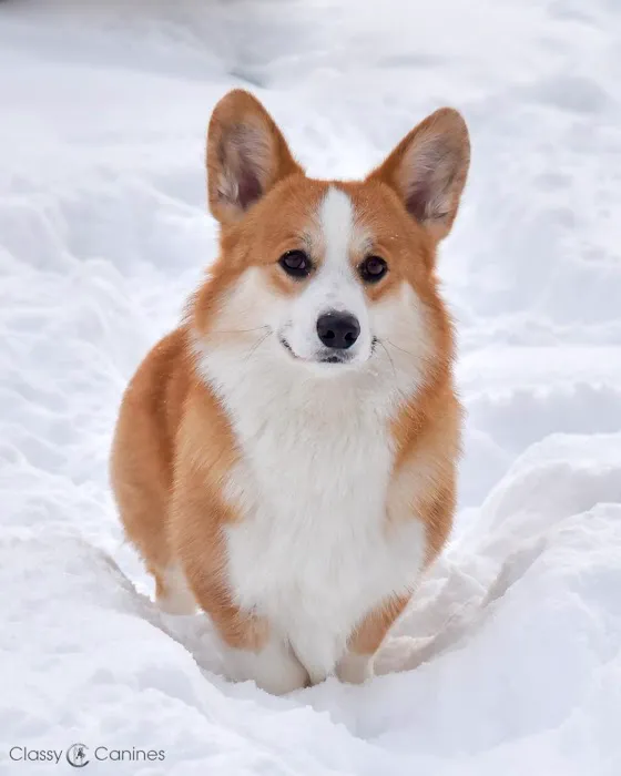 Animal Holistic Care Specialists Picture 5