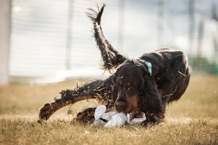 Animal Holistic Care Specialists Picture 8