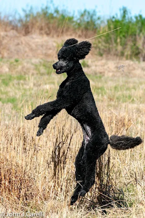 Animal Holistic Care Specialists Picture 6