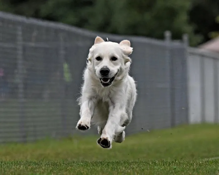 Animal Holistic Care Specialists Picture 9