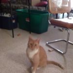 Rock River Veterinary Clinic