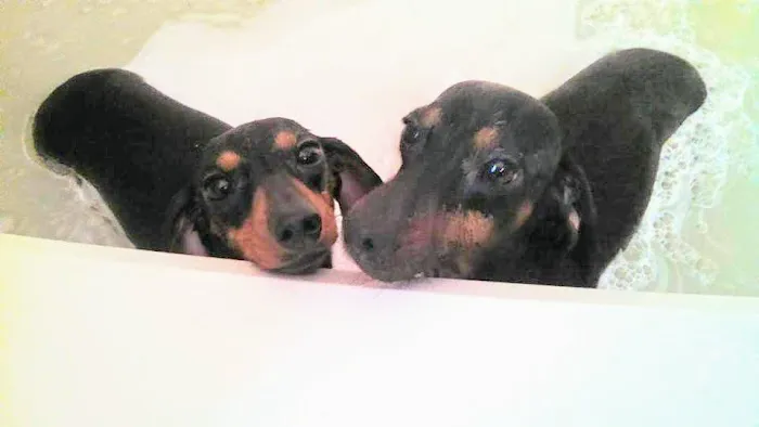 Dickeyville Veterinary Clinic Picture 2