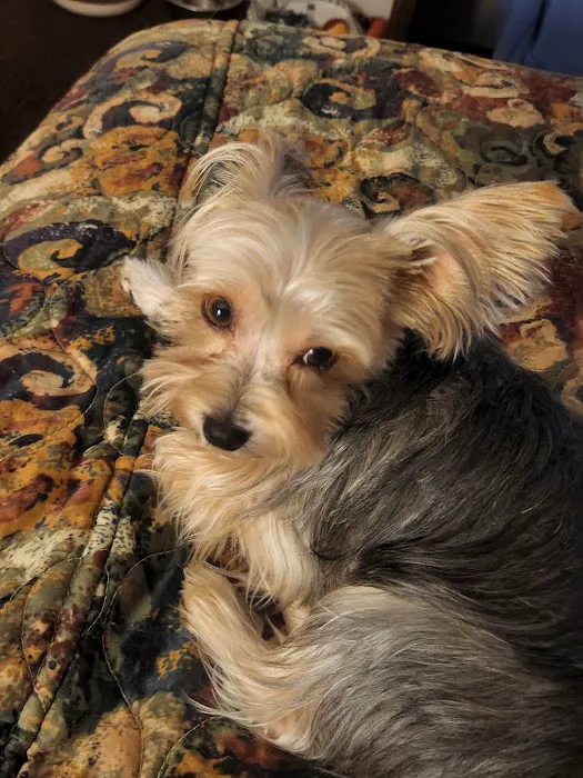 Vanderloo & White Animal Hospital Formerly Central Animal Hospital Picture 2