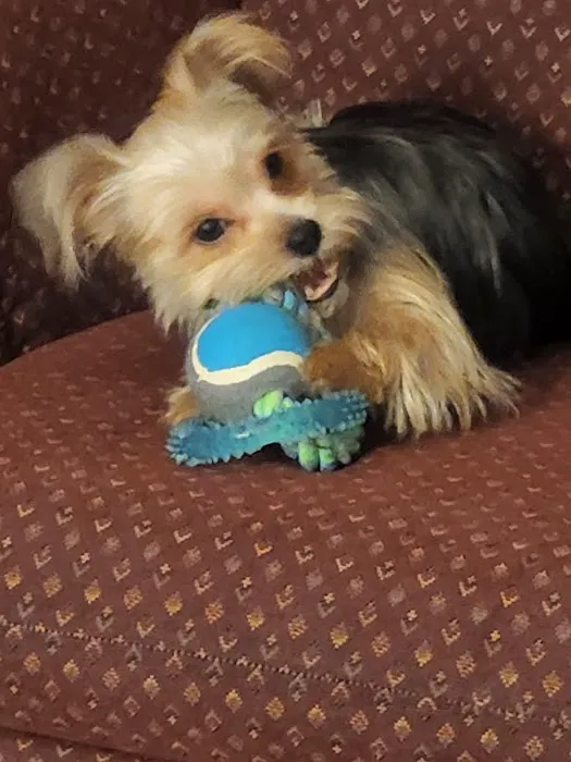 Vanderloo & White Animal Hospital Formerly Central Animal Hospital Picture 1