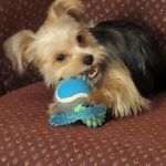 Vanderloo & White Animal Hospital Formerly Central Animal Hospital