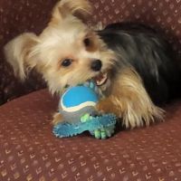 Vanderloo & White Animal Hospital Formerly Central Animal Hospital ico