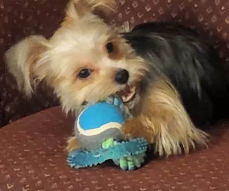 Vanderloo & White Animal Hospital Formerly Central Animal Hospital