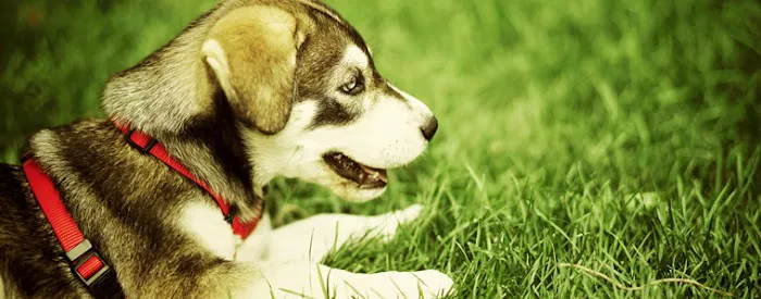 Vanderloo & White Animal Hospital Formerly Central Animal Hospital Picture 4