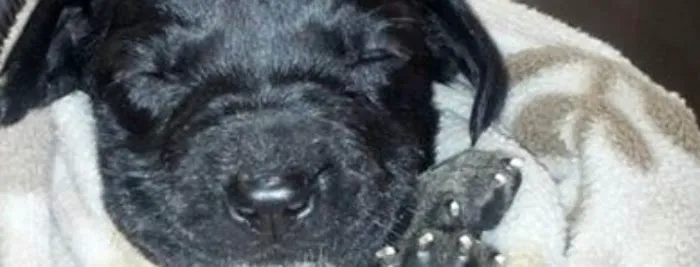 Vanderloo & White Animal Hospital Formerly Central Animal Hospital Picture 5