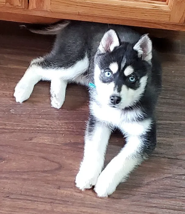 Vanderloo & White Animal Hospital Picture 3